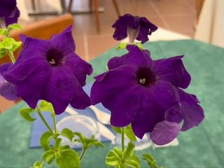 Biella, aperitivi e cene d’estate: al Porta della Torrazza un fresco dehors, tra sapori locali e relax