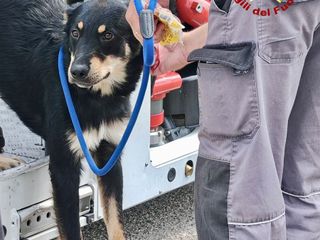 Sagliano: cane bloccato su una tettoia recuperato dai Vigili del Fuoco
