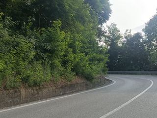 pochi giorni dopo il taglio raso del bordo strada.