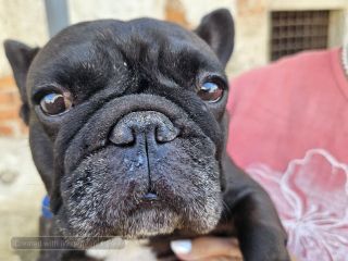 Sandigliano, animali da compagnia benedetti alla festa patronale dell’Assunta FOTO Angela Lobefaro Sandigliano, animali da compagnia benedetti alla festa patronale dell’Assunta FOTO Angela Lobefaro