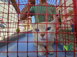 Sandigliano, animali da compagnia benedetti alla festa patronale dell’Assunta FOTO Angela Lobefaro Sandigliano, animali da compagnia benedetti alla festa patronale dell’Assunta FOTO Angela Lobefaro