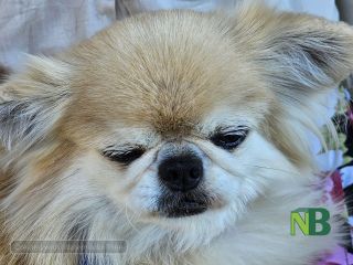 Sandigliano, animali da compagnia benedetti alla festa patronale dell’Assunta FOTO Angela Lobefaro Sandigliano, animali da compagnia benedetti alla festa patronale dell’Assunta FOTO Angela Lobefaro