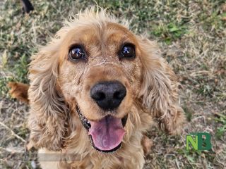 Sandigliano, animali da compagnia benedetti alla festa patronale dell’Assunta FOTO Angela Lobefaro Sandigliano, animali da compagnia benedetti alla festa patronale dell’Assunta FOTO Angela Lobefaro