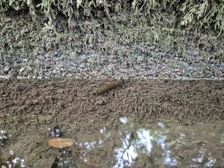 Biella, Gorgomoro e sanguisughe: miti da sfatare e curiosità naturali FOTO