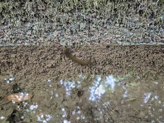 Biella, Gorgomoro e sanguisughe: miti da sfatare e curiosità naturali FOTO