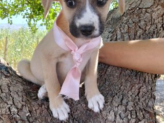 Rose, Neve, Gioia… e il sogno di un abbraccio per sempre