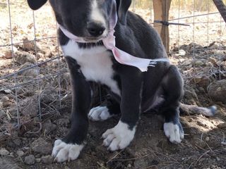 Rose, Neve, Gioia… e il sogno di un abbraccio per sempre