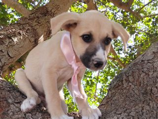 Rose, Neve, Gioia… e il sogno di un abbraccio per sempre