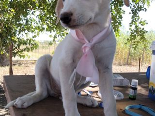 Rose, Neve, Gioia… e il sogno di un abbraccio per sempre