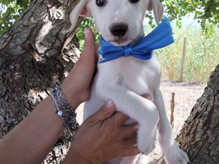 Rose, Neve, Gioia… e il sogno di un abbraccio per sempre