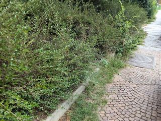 Biella, un cittadino: "Continua a persistere un diffuso stato di incuria". La replica dell'assessore Franceschini Biella, un cittadino: "Continua a persistere un diffuso stato di incuria". La replica dell'assessore Franceschini