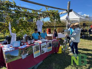 A Candelo è giornata di vendemmia tra sorridi e solidarietà FOTO Davide Finatti