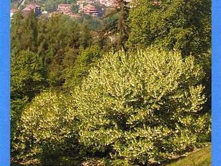 Burcina, tra rododendri e ricordi, dietro l'obiettivo del fotografo Marchisotti FOTO copyright Roberto Marchisotti