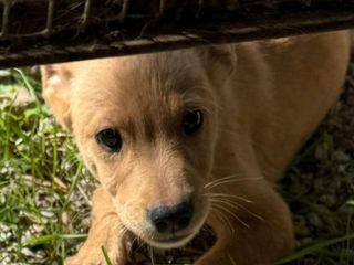 Cuccioli in cerca di casa: Leo, Lao e Minnie Cuccioli in cerca di casa: Leo, Lao e Minnie