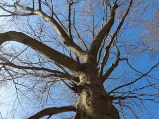 Oropa, sentiero “Ben Cuncià”: anche Marcello Guelpa, fondatore di Green Ark, riconosce il grande valore ambientale FOTO e VIDEO Davide Finatti per newsbiella.it