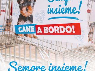 Shopping con il tuo amico a 4 zampe? Ora è possibile! Shopping con il tuo amico a 4 zampe? Ora è possibile!