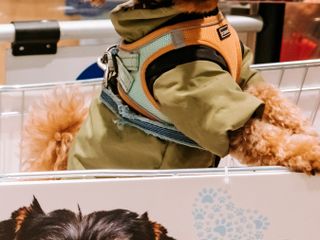 Shopping con il tuo amico a 4 zampe? Ora è possibile! Shopping con il tuo amico a 4 zampe? Ora è possibile!