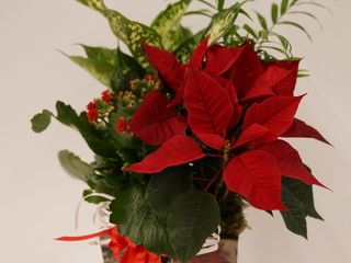 Il Natale prende forma da Gardenville