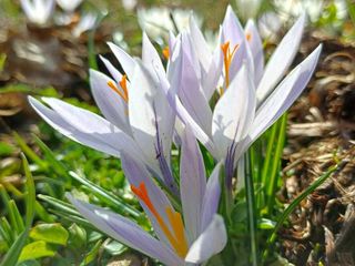 I "Crocus", primi segnali di primavera a Tollegno FOTO Paolo Rosazza Pela