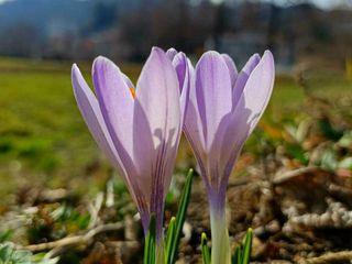 I "Crocus", primi segnali di primavera a Tollegno FOTO Paolo Rosazza Pela