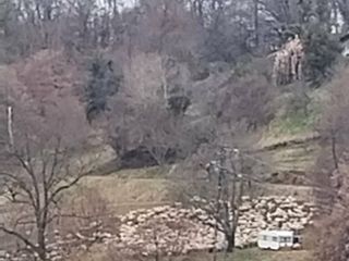 Quaregna Cerreto, pastore maremmano allontana escursionista. Il sindaco: "Prestate attenzione ai cartelli"