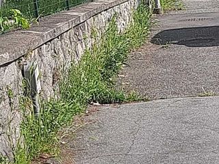 Erba alta e buche in città. Leone: "Biella soffre di una carenza eclatante di manutenzione ordinaria"