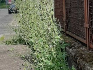 Erba alta e buche in città. Leone: "Biella soffre di una carenza eclatante di manutenzione ordinaria"