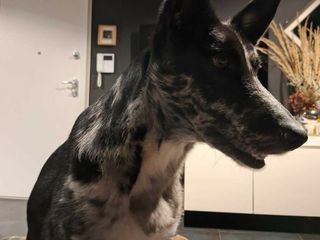 Cagnolina smarrita tra Candelo e Ponderano: aiutiamo Terry a tornare a casa!!! FOTO Cagnolina smarrita tra Candelo e Ponderano: aiutiamo Terry a tornare a casa!!! FOTO