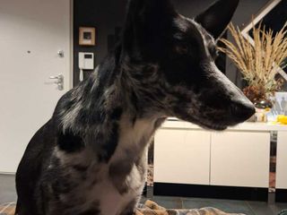 Cagnolina smarrita tra Candelo e Ponderano: aiutiamo Terry a tornare a casa!!! FOTO Cagnolina smarrita tra Candelo e Ponderano: aiutiamo Terry a tornare a casa!!! FOTO