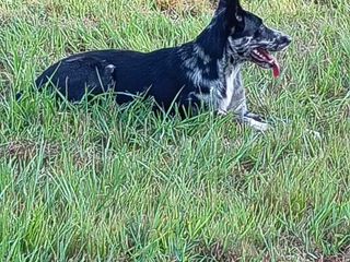 Cagnolina smarrita tra Candelo e Ponderano: aiutiamo Terry a tornare a casa!!! FOTO Cagnolina smarrita tra Candelo e Ponderano: aiutiamo Terry a tornare a casa!!! FOTO