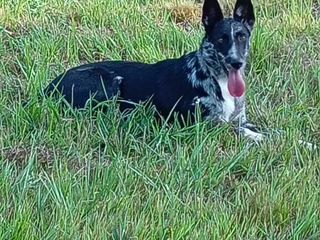 Cagnolina smarrita tra Candelo e Ponderano: aiutiamo Terry a tornare a casa!!! FOTO Cagnolina smarrita tra Candelo e Ponderano: aiutiamo Terry a tornare a casa!!! FOTO