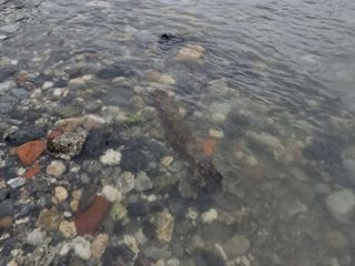 Cronaca dal Nord-ovest: neutralizzato un ordigno sul fondo del Po, all'opera i genieri alpini