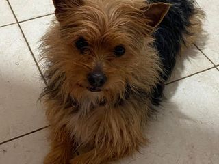 Mico e Betta cercano una casa: due cagnolini speciali in attesa di amore