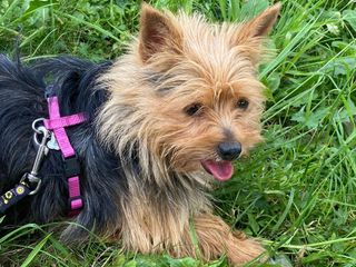 Mico e Betta cercano una casa: due cagnolini speciali in attesa di amore