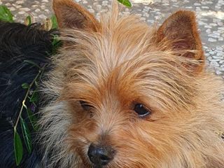 Mico e Betta cercano una casa: due cagnolini speciali in attesa di amore