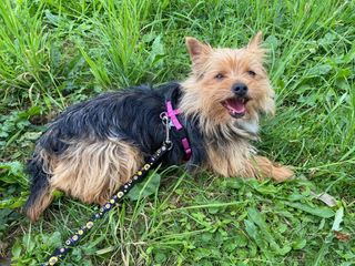 Mico e Betta cercano una casa: due cagnolini speciali in attesa di amore