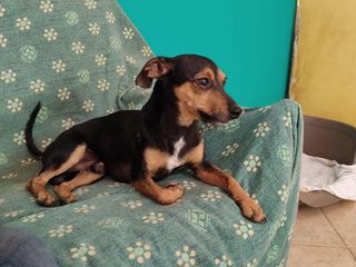 Mico e Betta cercano una casa: due cagnolini speciali in attesa di amore