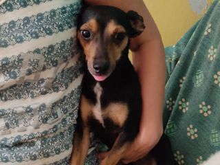 Mico e Betta cercano una casa: due cagnolini speciali in attesa di amore