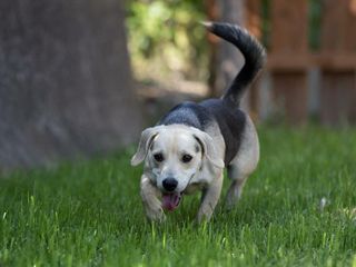 Ci sono tanti cani ma ci sono anche io Rocky! mi porti a casa con te?