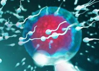 Così corrono gli spermatozoi, scoperte due proteine vitali per la fertilità