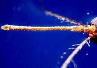 West Nile, quarta vittima nel Lazio: morta 93enne