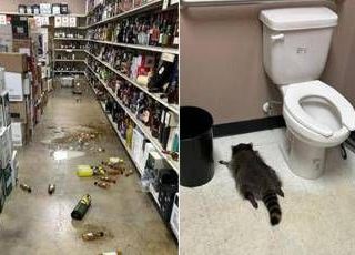 Il ladro di liquori è un procione, si ubriaca in negozio e sviene Il ladro di liquori è un procione, si ubriaca in negozio e sviene