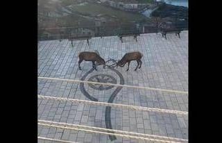 Barrea, cervi combattono in pieno centro: il video diventa virale