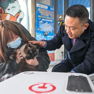 Cina, gli animali domestici adesso possono viaggiare sui treni ad alta velocità