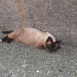 Qualcuno cerca questo gatto a Chiavazza?