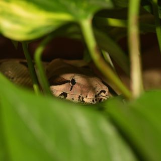Chiavazza, ancora segnalazioni di serpenti: allarmi infondati dopo il caso del boa