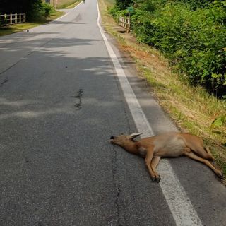 Investito un capriolo a Castellengo: lo abbandonano sulla carreggiata.