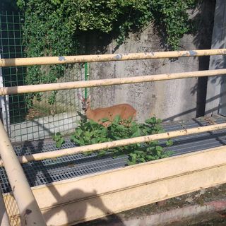 Capriolo intrappolato nella roggia a Tollegno: salvato e liberato dal personale specializzato VIDEO