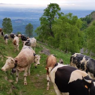 Torna nel Biellese "Transumando 2025": domenica 25 maggio la 25a edizione