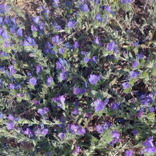 “Su matzone perdet su pilu ma non sas trassas”/ “La volpe perde il pelo ma non l’astuzia”